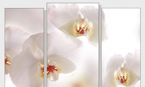 МК-043 Белая орхидея