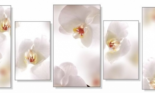 МК-059 Белая орхидея